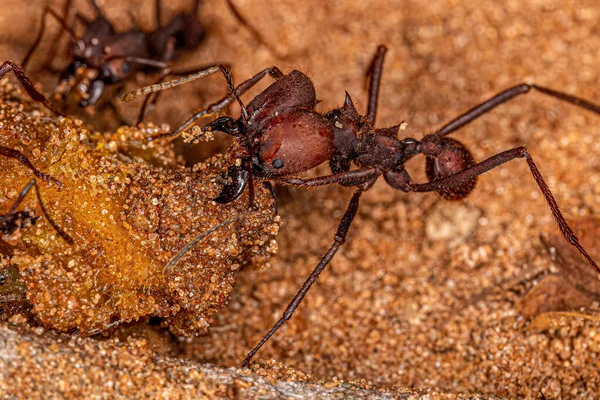 Adulto Atta Cortador Folhas Formigas Gênero Atta Comendo Sobras Mamgaba — Fotografia de Stock