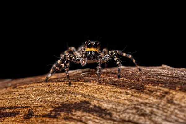 Ενηλίκων Female Jumping Spider Του Γένους Titanattus — Φωτογραφία Αρχείου