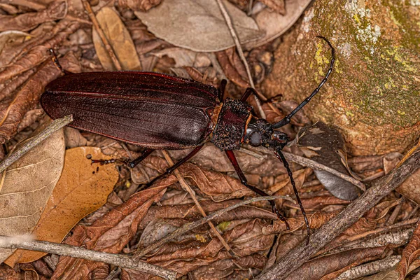 Escarabajo Priónido Gigante Adulto Del Género Ctenoscelis —  Fotos de Stock