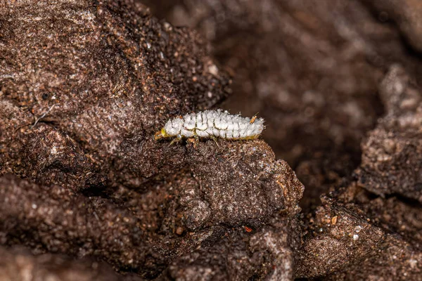 Scymninae亚科的Beetle Larva夫人 — 图库照片