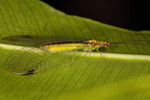 Laccio Verde Tipico Adulto Del Genere Leucochrysa — Foto Stock