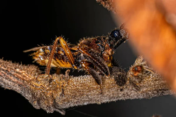 Bienenmörder Käfer Der Gattung Apiomerus — Stockfoto