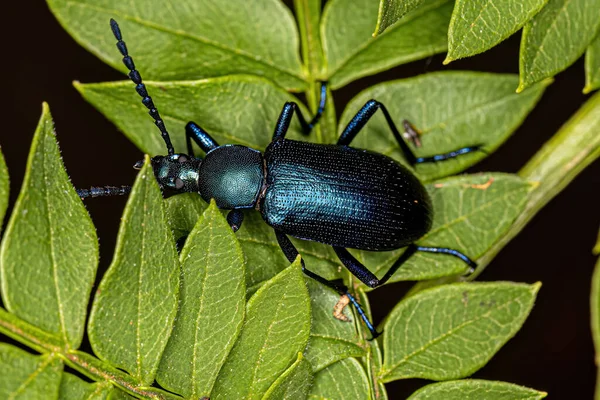 Adulto Comb Clawed Darkling Beetle Subtribo Xystropodina — Fotografia de Stock