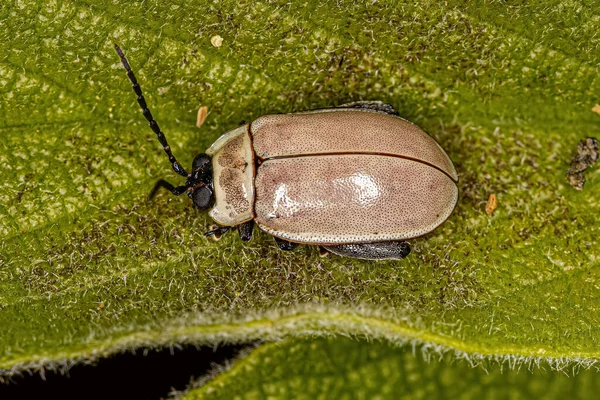 Adult Flea Escarabajo Del Género Alagoasa — Foto de Stock