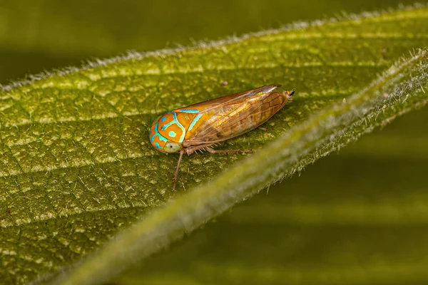 Adult Small Sharpshooter Insekt Des Stammes Cicadellini — Stockfoto