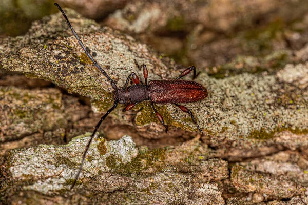 Adult Typical Longhorn Beetle Subfamily Cerambycinae — Stock Photo, Image