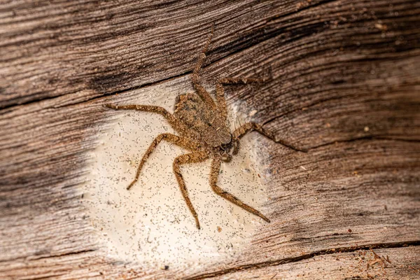 Small Crescent Eyed Spider Genus Selenops — стокове фото