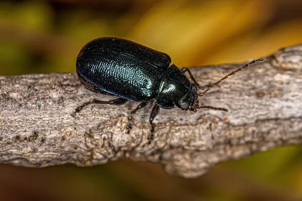 Escarabajo Hoja Adulto Subfamilia Eumolpinae — Foto de Stock