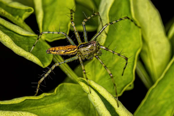 Μικρός Αρσενικός Λύγκας Αράχνη Του Είδους Peucetia Rubrolineata — Φωτογραφία Αρχείου