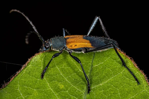 Yetişkin Tipik Uzun Boynuzlu Tür Böceği Krisoprasis Bazalis — Stok fotoğraf