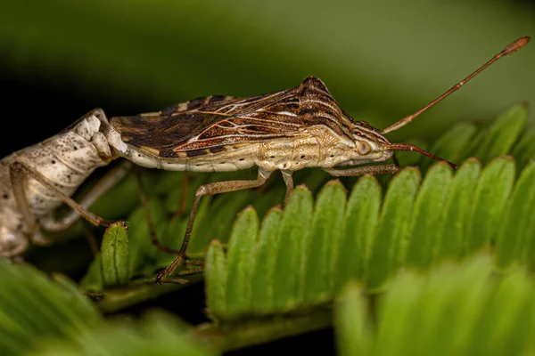Bugs Adultes Pattes Feuilles Genre Cebrenis Couplage — Photo