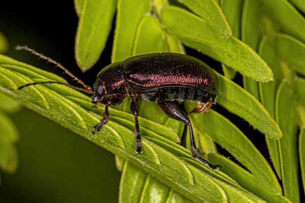 Escarabajo Hoja Adulto Subfamilia Eumolpinae —  Fotos de Stock