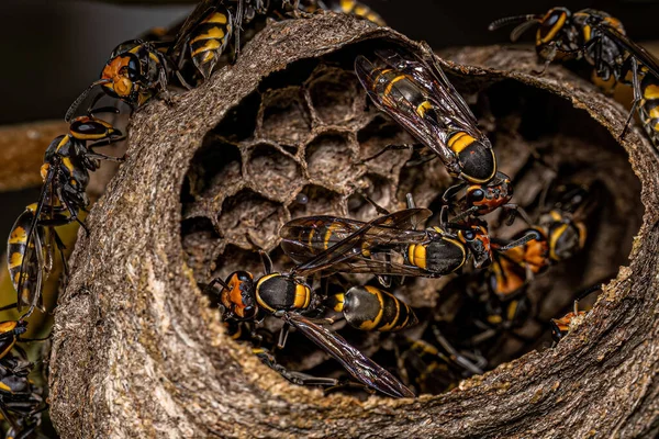 Ausgewachsene Honigwespen Der Art Polybia Erythrothorax — Stockfoto
