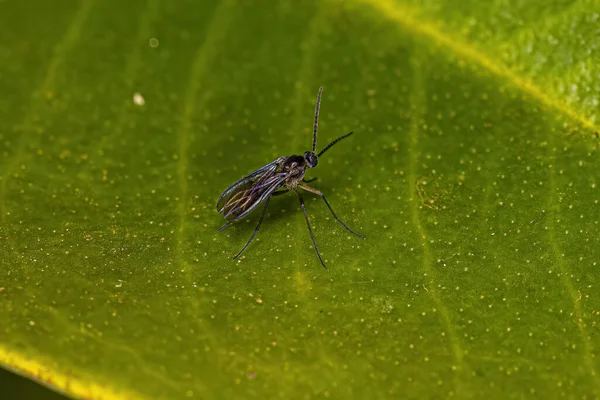 Sciaridae Ailesinin Yetişkin Kara Kanatlı Mantar Gnat — Stok fotoğraf