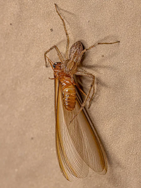 Aranha Caranguejo Fêmea Adulta Família Philodromidae Presa Uma Térmita Superior — Fotografia de Stock