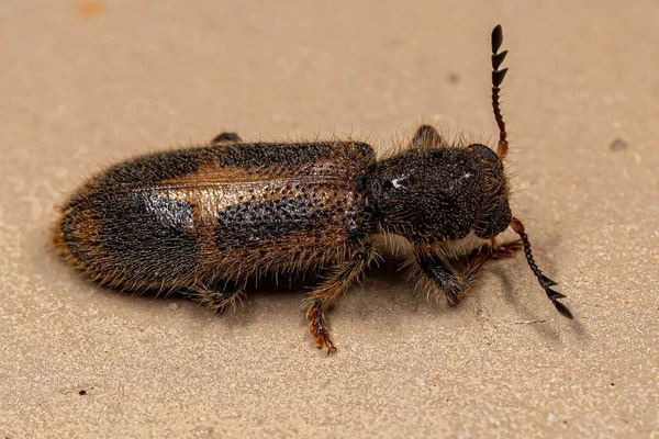 Cleridae Ailesinin Yetişkin Damalı Böceği — Stok fotoğraf