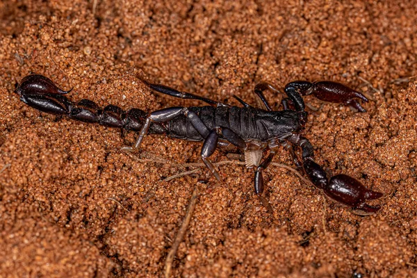 Bothriuridae Családba Tartozó Ízeltlábú Arachnid Chelicerate Skorpió — Stock Fotó