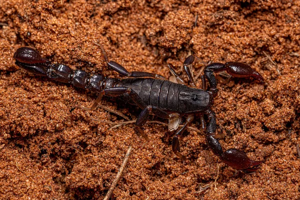 Artrópodes Aracnídeos Queliceratos Escorpiões Família Bothriuridae — Fotografia de Stock