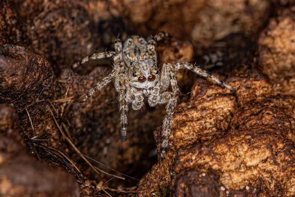 Small Male Jumping Spider Genus Titanattus — стокове фото