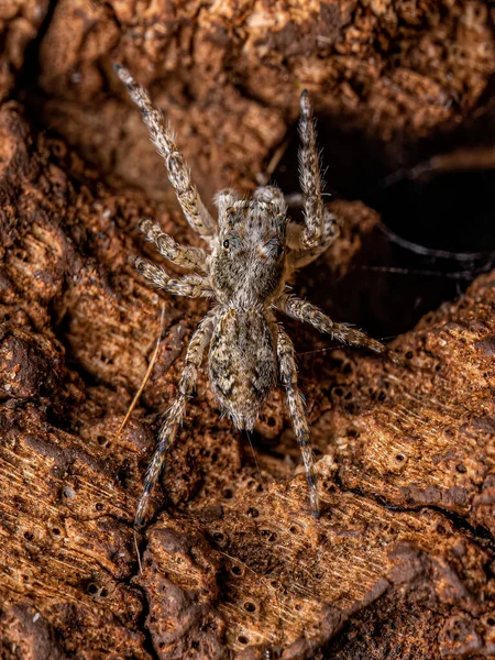 Kleine Mannelijke Springspinnen Van Het Geslacht Titanattus — Stockfoto