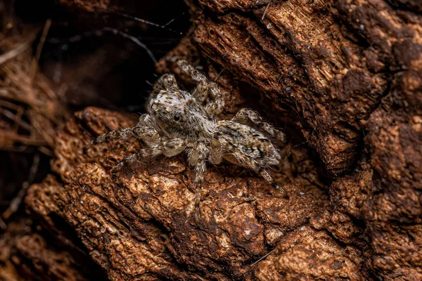 Liten Manlig Hoppspindel Släktet Titanattus — Stockfoto