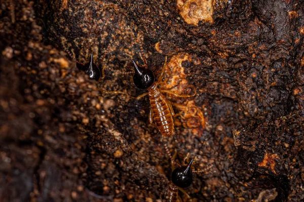Adult Nasute Termites Genus Nasutitermes — Stock Photo, Image