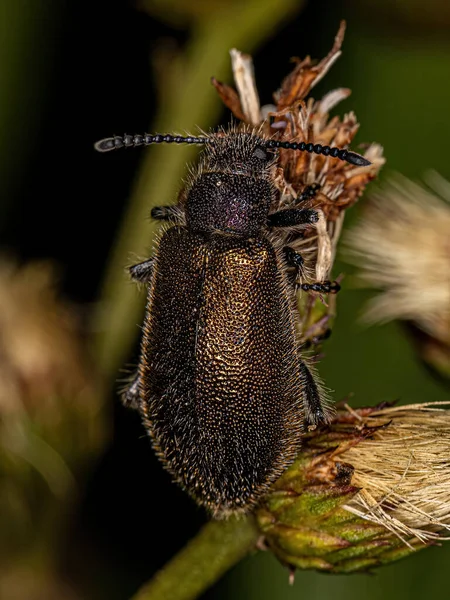 Yetişkin Uzun Eklemli Böcek Türü Lagria Villosa — Stok fotoğraf