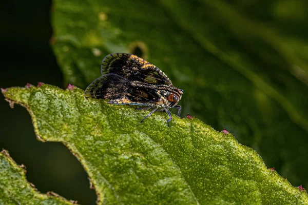 Piccolo Planthopper Adulto Del Genere Bothriocera — Foto Stock