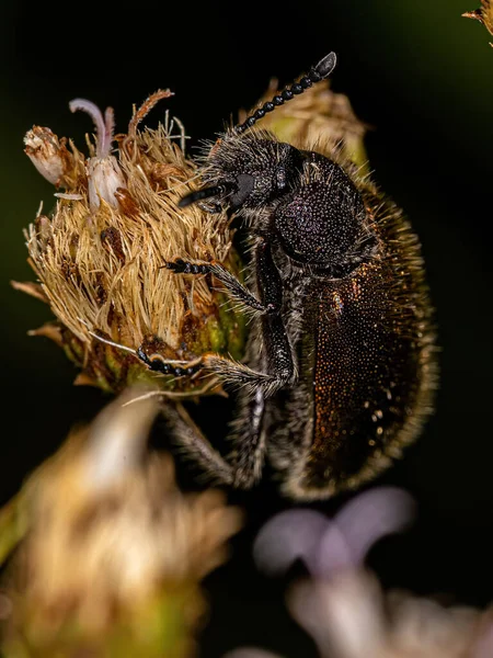 Voksen Længere Fuglebille Arten Lagria Villosa - Stock-foto