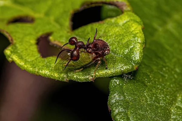 Adulte Ameisen Nachahmer Der Art Cyphonia Clavata — Stockfoto