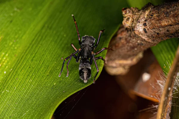 Male Adult Jumping Spider Genus Sarinda Mimics Carpenter Ants Genus — Stock Photo, Image