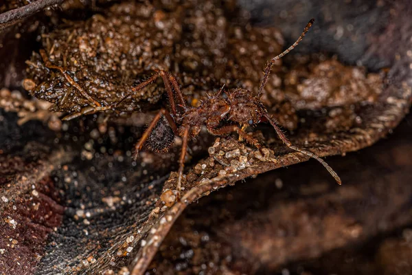Volwassen Acromyrmex Bladsnijder Ant Van Het Geslacht Acromyrmex — Stockfoto