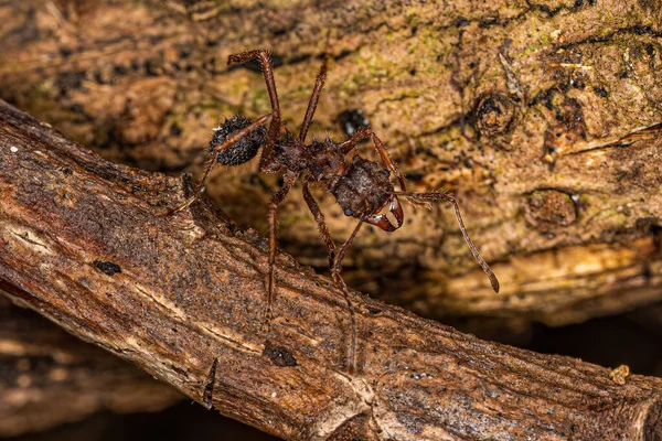 刺槐属的成年刺槐切叶蚁群 — 图库照片
