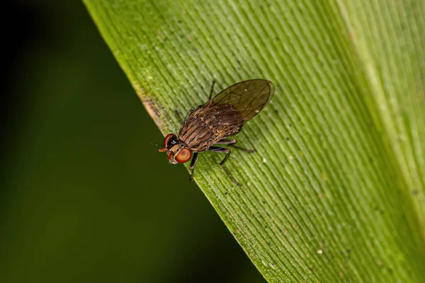 Adult Shore Fly Family Ephydridae — Fotografia de Stock
