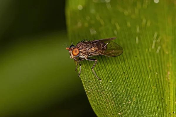 Adult Shore Fly Family Ephydridae — Stok fotoğraf