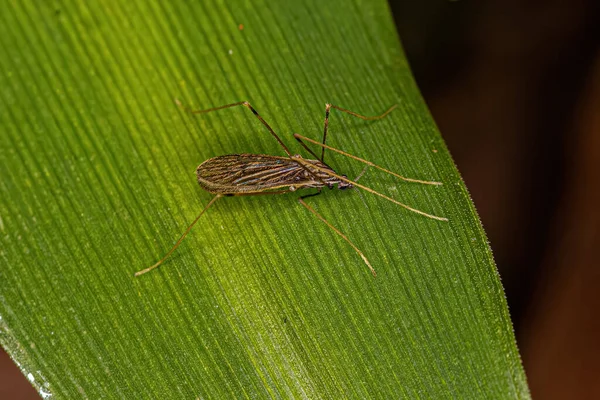 Limoniid Ailesinden Yetişkin Turna Sineği Limonidae — Stok fotoğraf