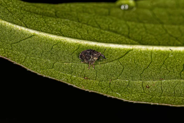 Pravý Dospělý Weevil Čeledi Curculionidae — Stock fotografie