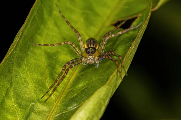 Liten Plantskola Web Spider Släktet Thaumasia — Stockfoto