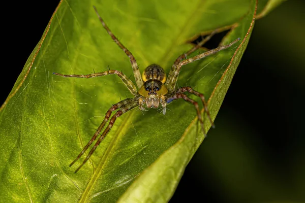 Aranha Teia Pequeno Berçário Gênero Thaumasia — Fotografia de Stock