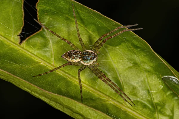 Thaumasia Cinsinden Küçük Bir Örümceği — Stok fotoğraf