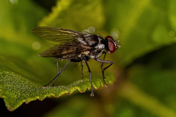 Mosca Muscoide Adulta Superfamília Muscoidea — Fotografia de Stock