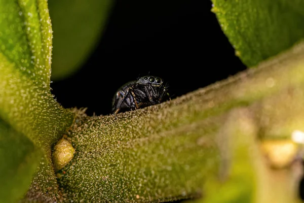 Μικρή Αράχνη Άλματος Της Υποφυλής Dendryphantina — Φωτογραφία Αρχείου