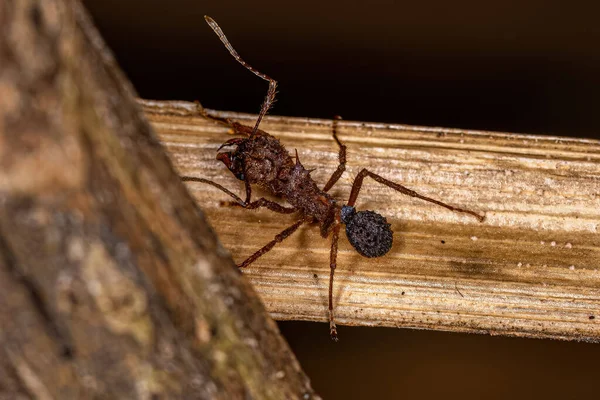 Dorośli Acromyrmex Przecinak Liści Mrówka Rodzaju Acromyrmex — Zdjęcie stockowe