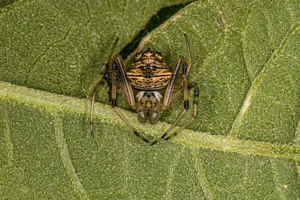 Männliche Typische Spinnweber Der Gattung Verrucosa — Stockfoto