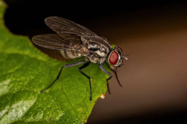 Дорослий Мушкетова Муха Сімейства Muscidae — стокове фото