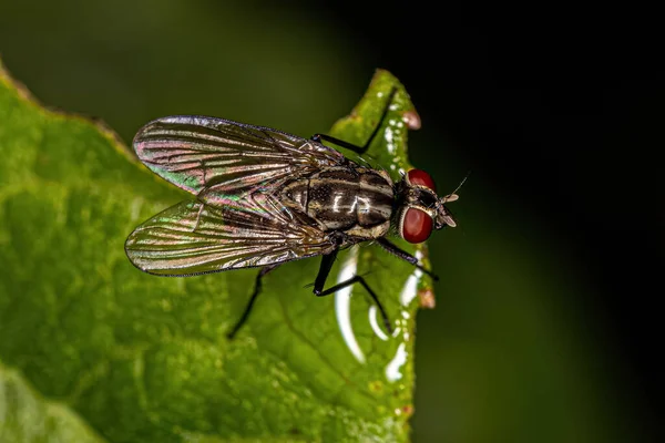 Felnőtt Muscoid Fly Family Muscidae Család — Stock Fotó