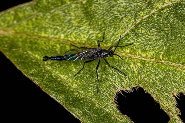 Family Sciaridae の成虫暗翼真菌Gnat — ストック写真