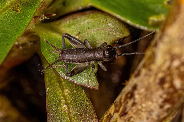 True Cricket Nymph Van Superfamilie Grylloidea — Stockfoto