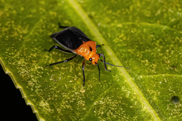 Ενήλικο Έντομο Φυτών Της Οικογένειας Miridae — Φωτογραφία Αρχείου