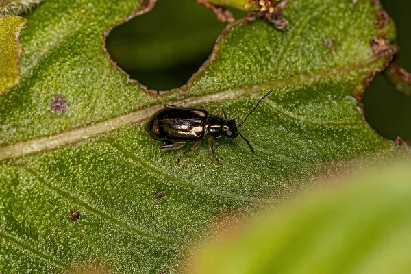 Besouro Folhas Adultas Família Chrysomelidae — Fotografia de Stock